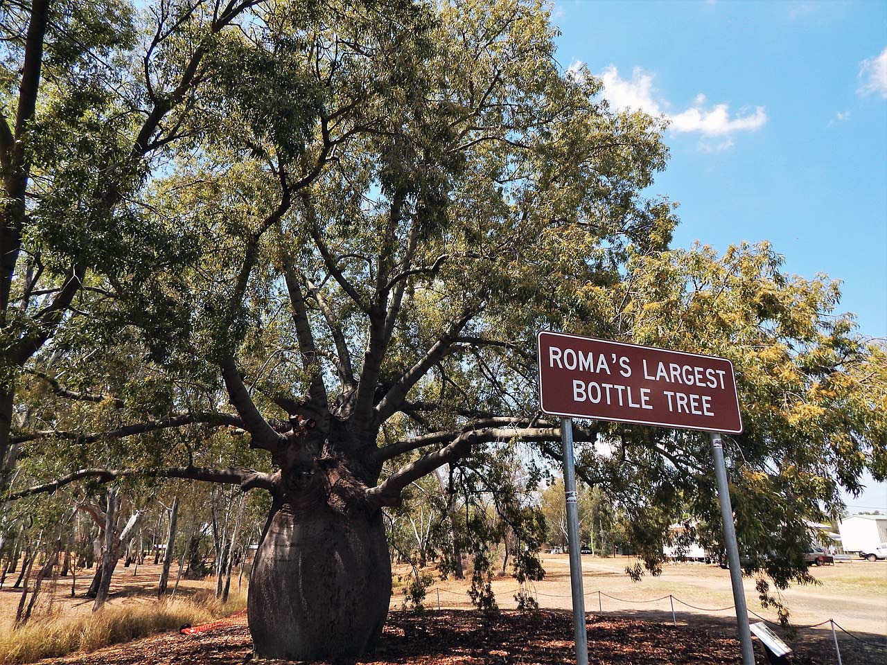 Roma's Largest Bottle Tree