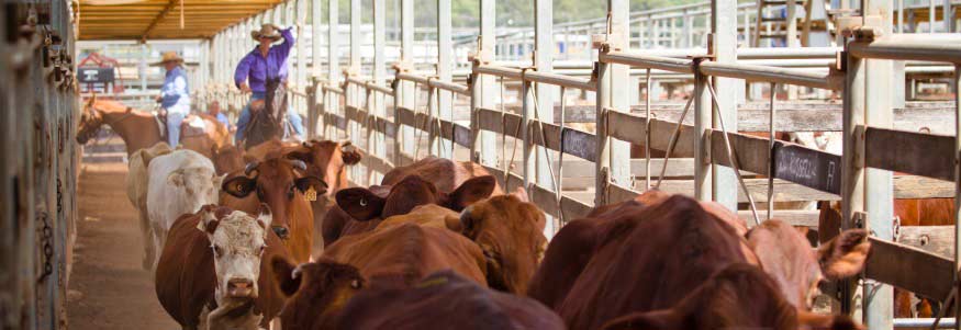 The Famous Roma Saleyards Queensland